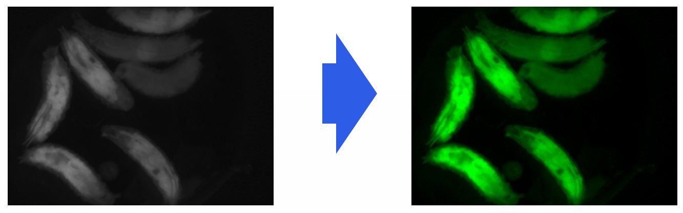 Increased resolution by applying PSEUDO COLOR function when observing fluorescence image. 