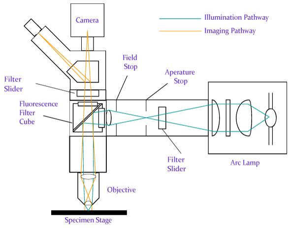 Schematic of a wide-field fluorescence microscope, showing the separate optical paths for illuminating the specimen and imaging the specimen 